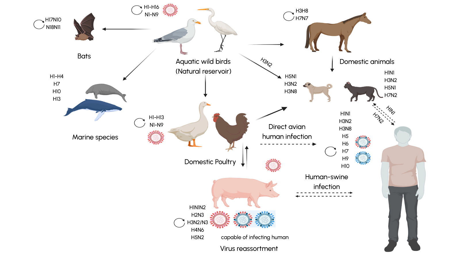 Figure 1. Wild waterfowl seed the virus, poultry and mammals pick it up, pigs reshuffle the genes and once in a while the remix leaps to humans.