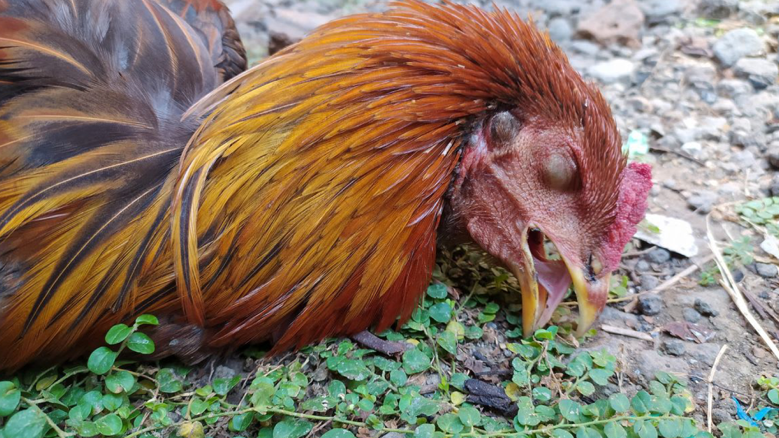 Figure 2. Sudden death in a chicken. Typical of high path avian influenza outbreaks.